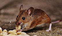 24 Hour & Emergency Exterminators in Type, TX